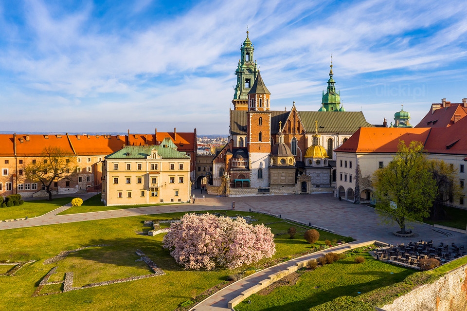 Wiosna jak z bajki w Krakowie. Słynna magnolia z bliska