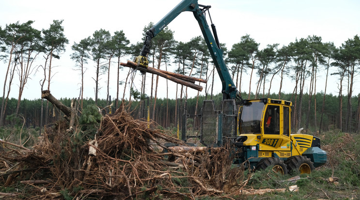 Háborognak a környezetvédők: arra kötelezték a Teslát, hogy hagyja abba a fák kivágását /Fotó: GettyImages