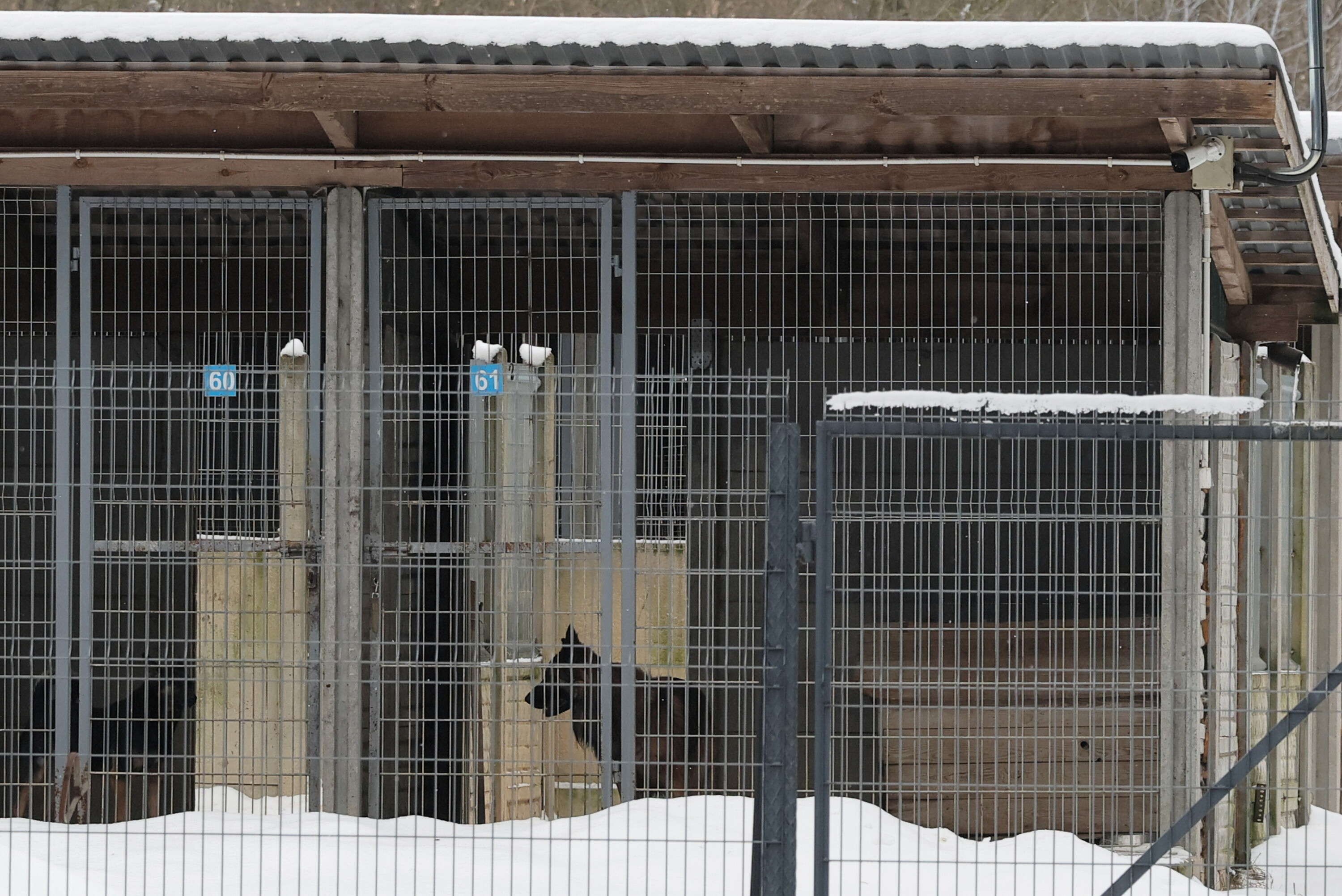 W czwartek bez zastrzeżeń, w sobotę zamknięte - dramat schroniska w Sobolewie