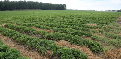 Gwałty i poniżanie na farmach truskawek. To koszmar, co tam się dzieje