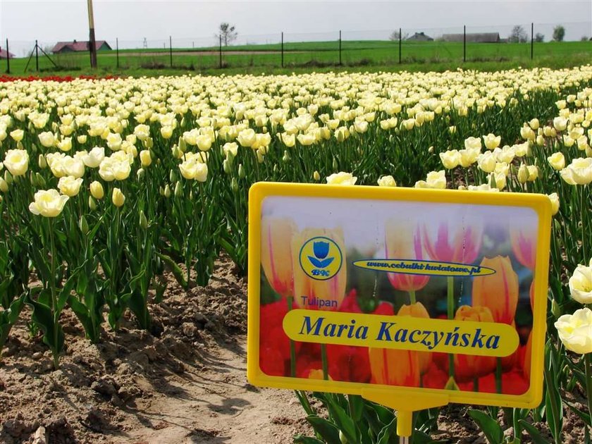 Tulipany Marii Kaczyńskiej trafią na Wawel