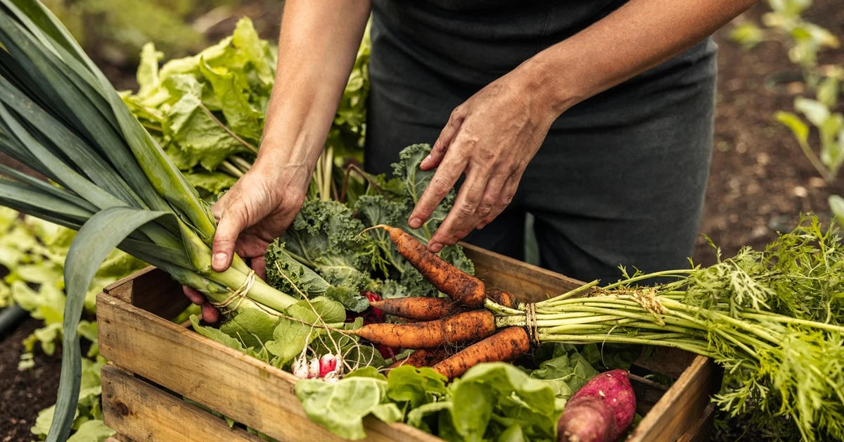 Kiedy zbieramy warzywa z ogrodu jesienią? [Terminy]