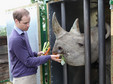 Książę William karmi nosorożca!