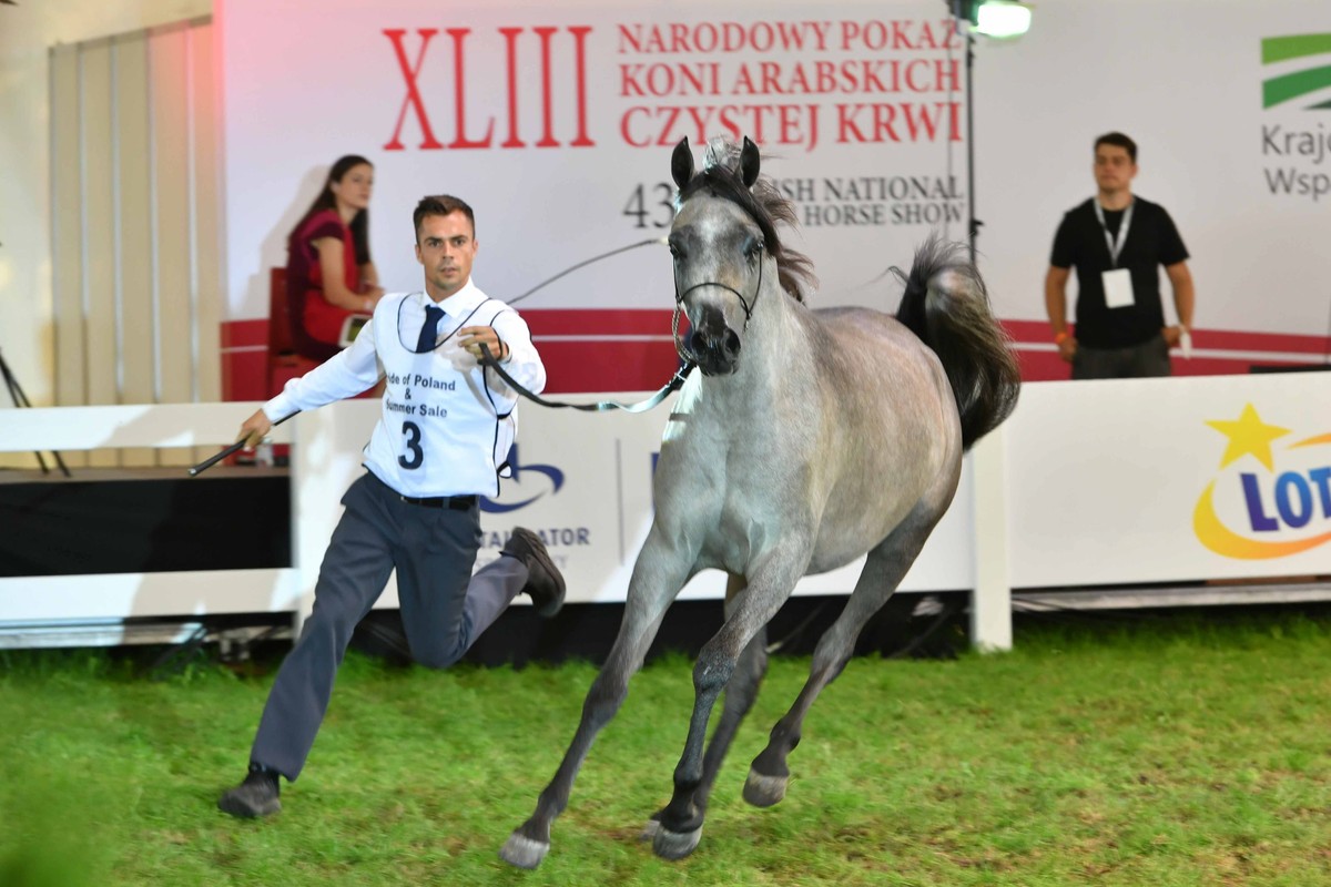 Klacz El Madera została sprzedana za 155 tysięcy euro w aukcji „Pride of Poland” na XLIII Narodowym Pokazie Koni Arabskich w Janowie Podlaskim