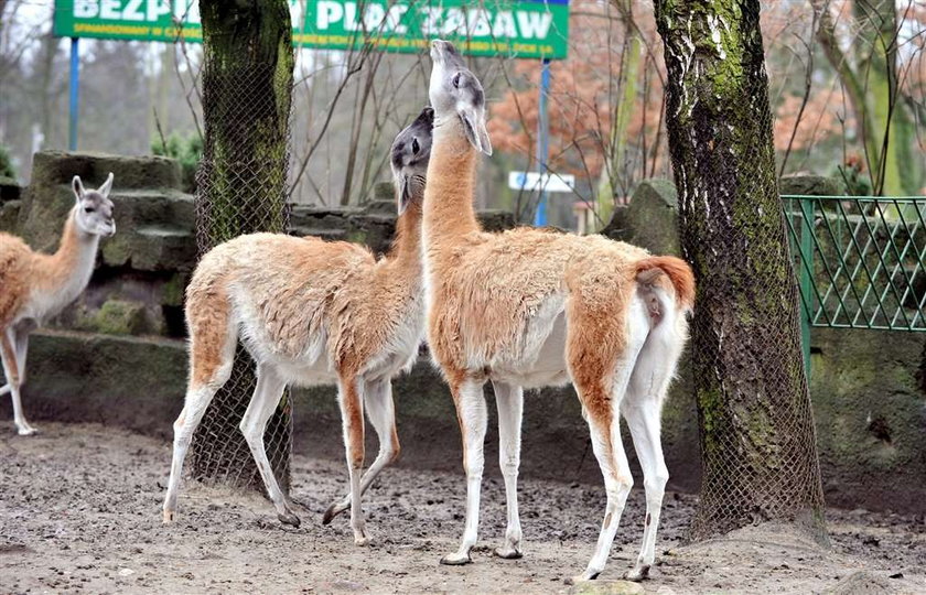 Będzie wiosna! Lamy już się krzyżują