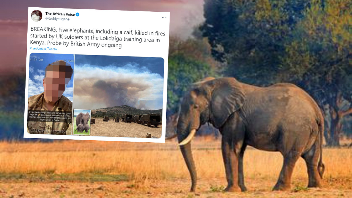 Kenia. Pożary wywołane przez brytyjskich żołnierzy zabiły pięć słoni 