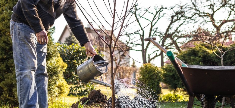Kiedy sadzić drzewa owocowe? Jesień to dobry czas. Jabłoń, grusza, śliwa - jakie odmiany wybrać?