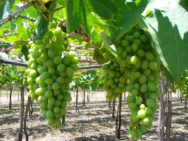 Nowelizacja ustawy o akcyzie ma na celu zwolnienie małych winiarni - wytwarzających rocznie do 1000 hl wina gronowego z winogron pochodzących z własnych upraw - z obowiązku uzyskania statusu składów podatkowych.