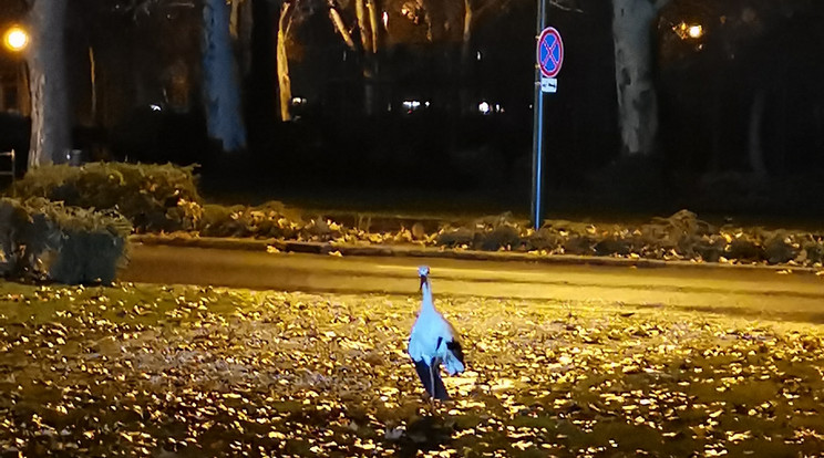 Boldogan sétálgatott a szökött gólya / Fotó: Állatmentő Liga