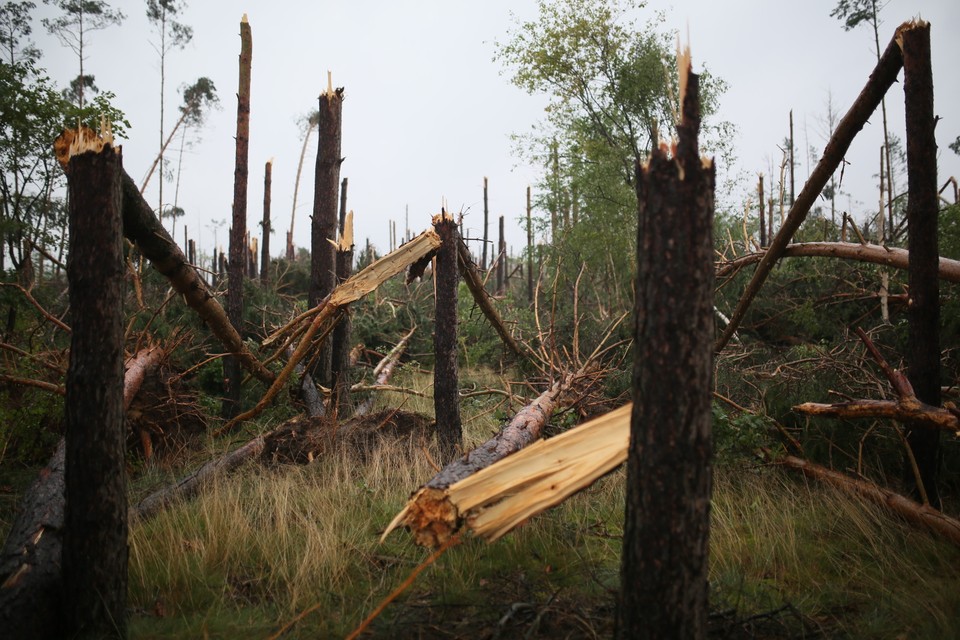 Widok na zniszczony las w miejscowości Lotyń