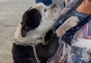 Kuja pronađena nakon dve godine