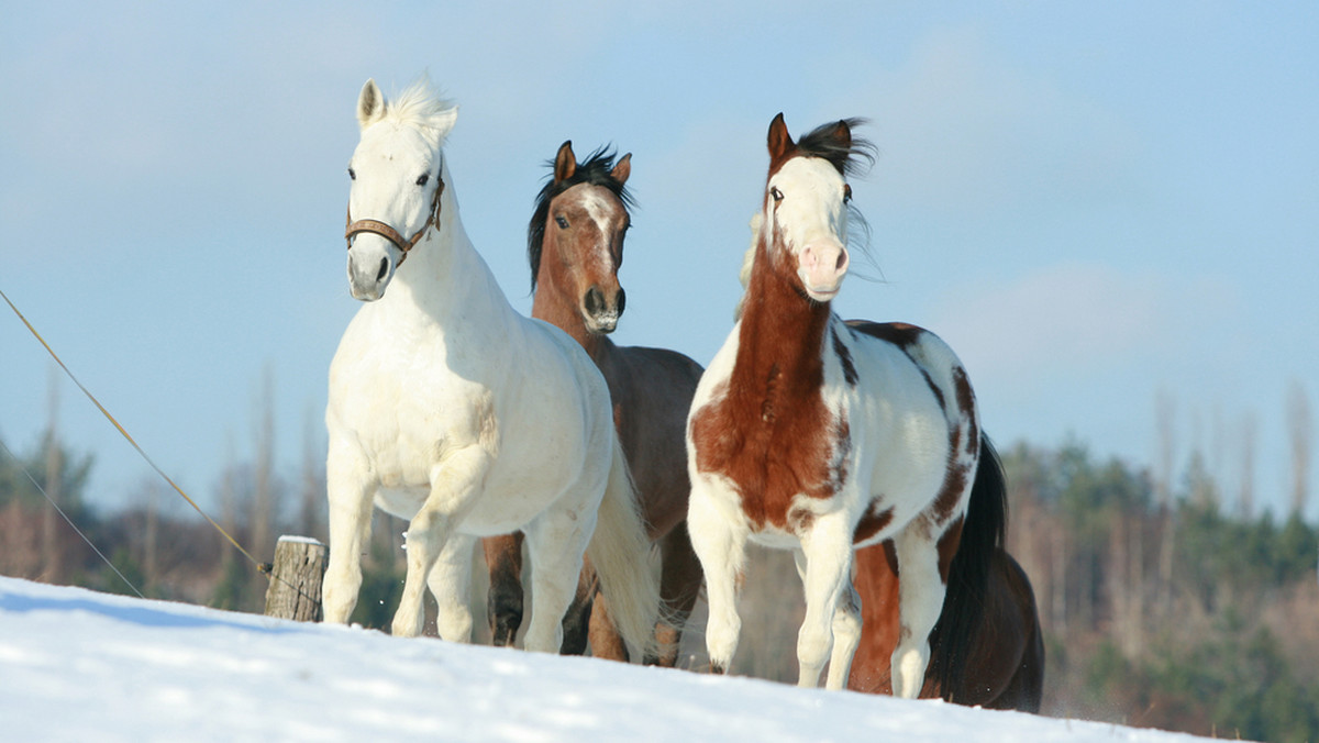 Przedstawiciele organizacji występujących w obronie zwierząt obserwują przebieg Jarmarku Końskiego "Wstępy", który wczoraj rozpoczął się w Skaryszewie k. Radomia. W tym roku zmieniono regulamin imprezy, by wyeliminować handel końmi na rzeź.