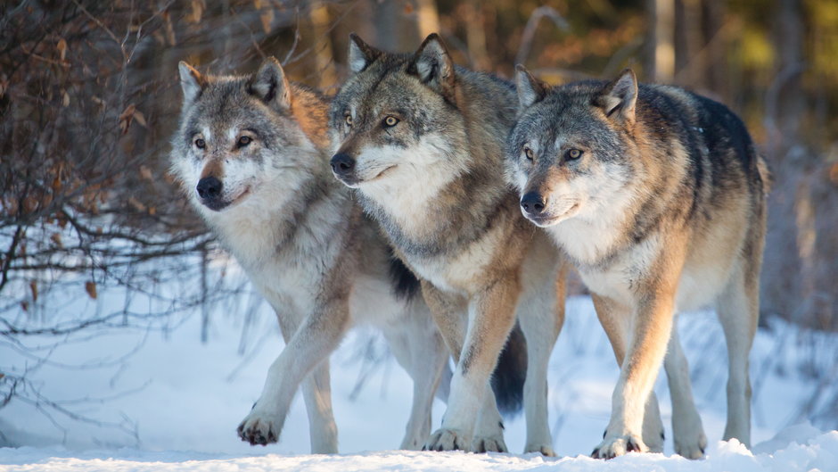 Podkarpackie: dwóch pilarzy zostało zaatakowanych przez wilki