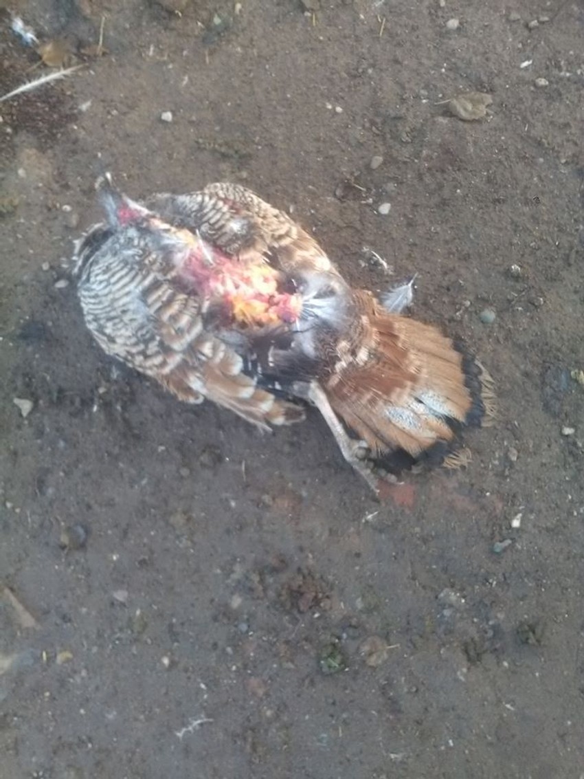 Jedna ćurka je u međuvremenu uginula