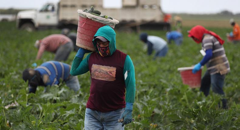 Farm workers harvest zucchini on the Sam Accursio & Son's Farm on April 01, 2020 in Florida City, Florida.