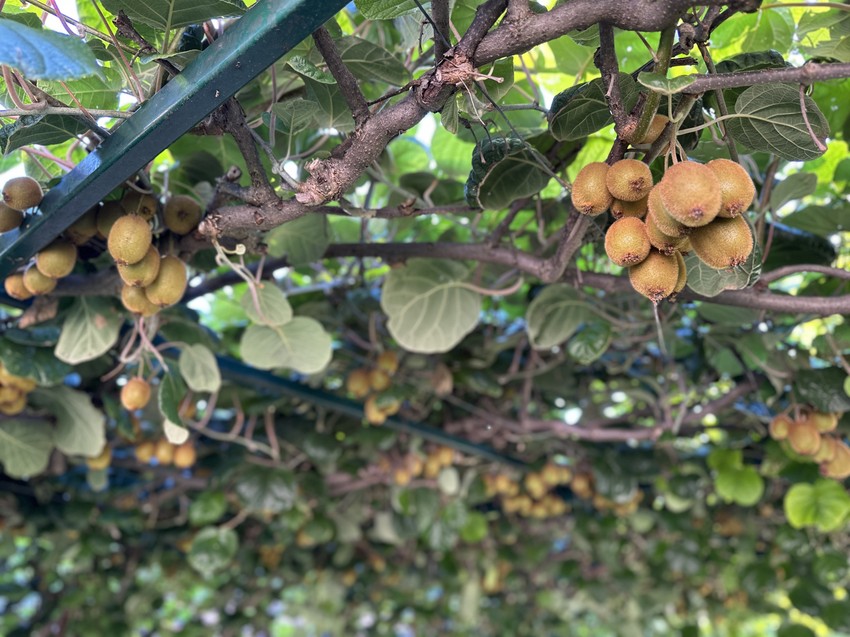 Rodilo preko 200 kilograma kivija u Čačku 