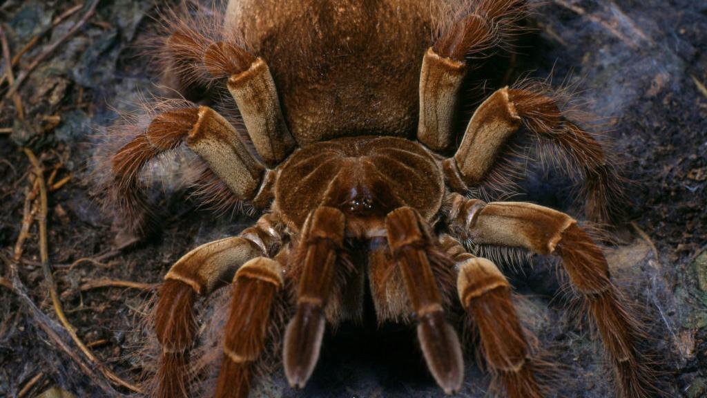Największy pająk świata może żyć w Kongo - Facet
