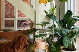 Ovih 5 biljaka savršeno podnosi centralno grejanje: Lake su za održavanje i unose pozitivnu energiju u svaki prostor