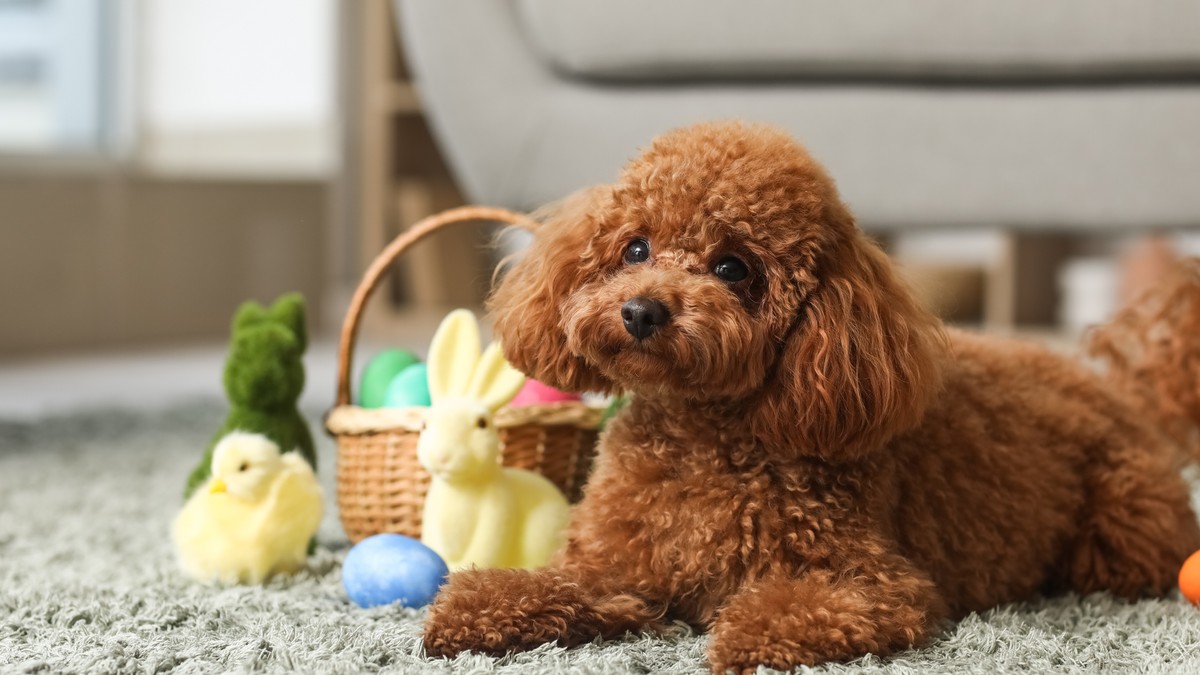 Uradite ovih 5 stvari pred Uskrs kako biste zaštitili vašeg psa od opasnosti, upozorava veterina