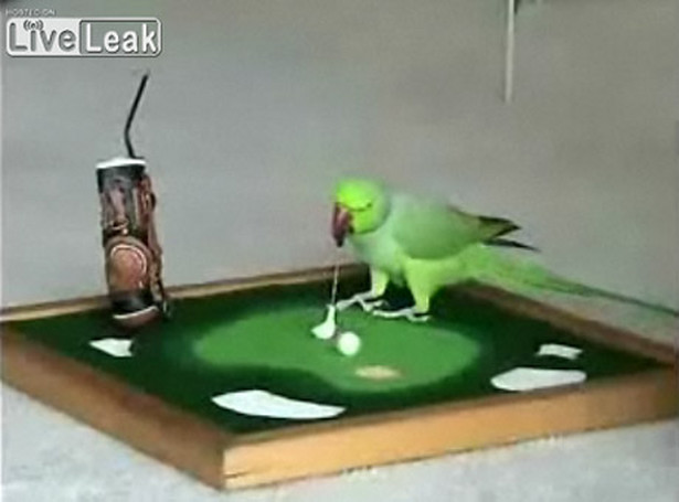 Zobacz papugę, która gra w golfa