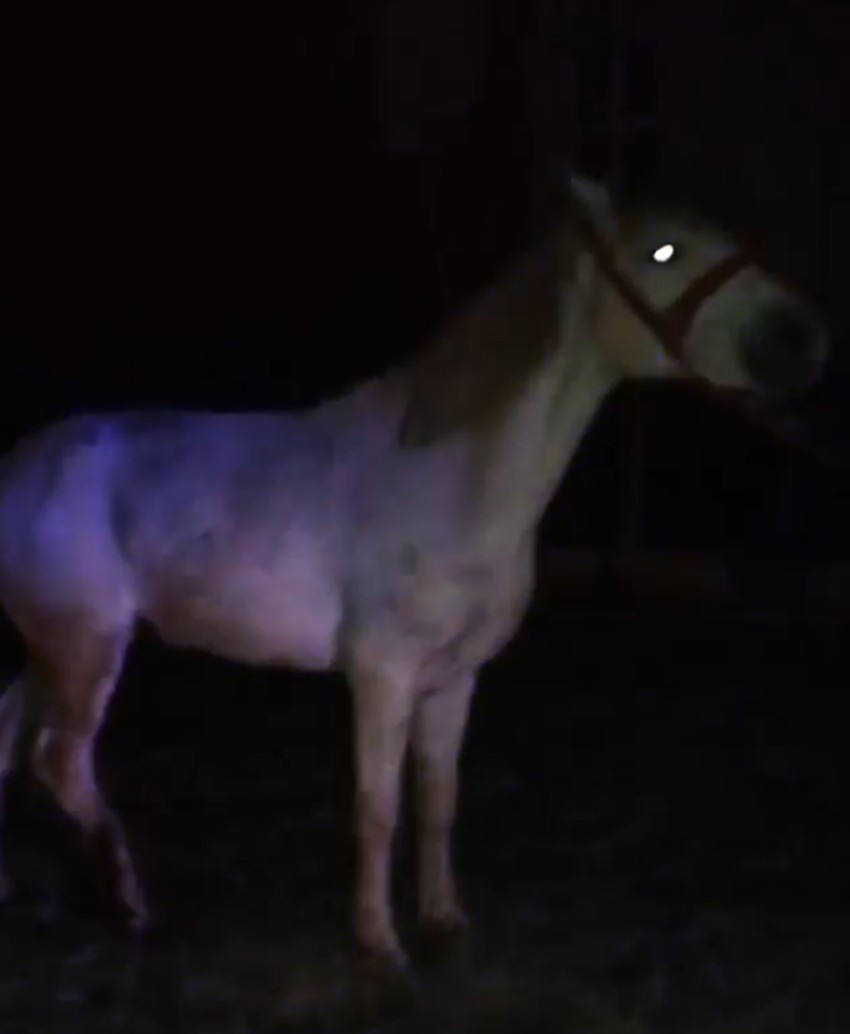 Konj povređen u udesu u Nišu 