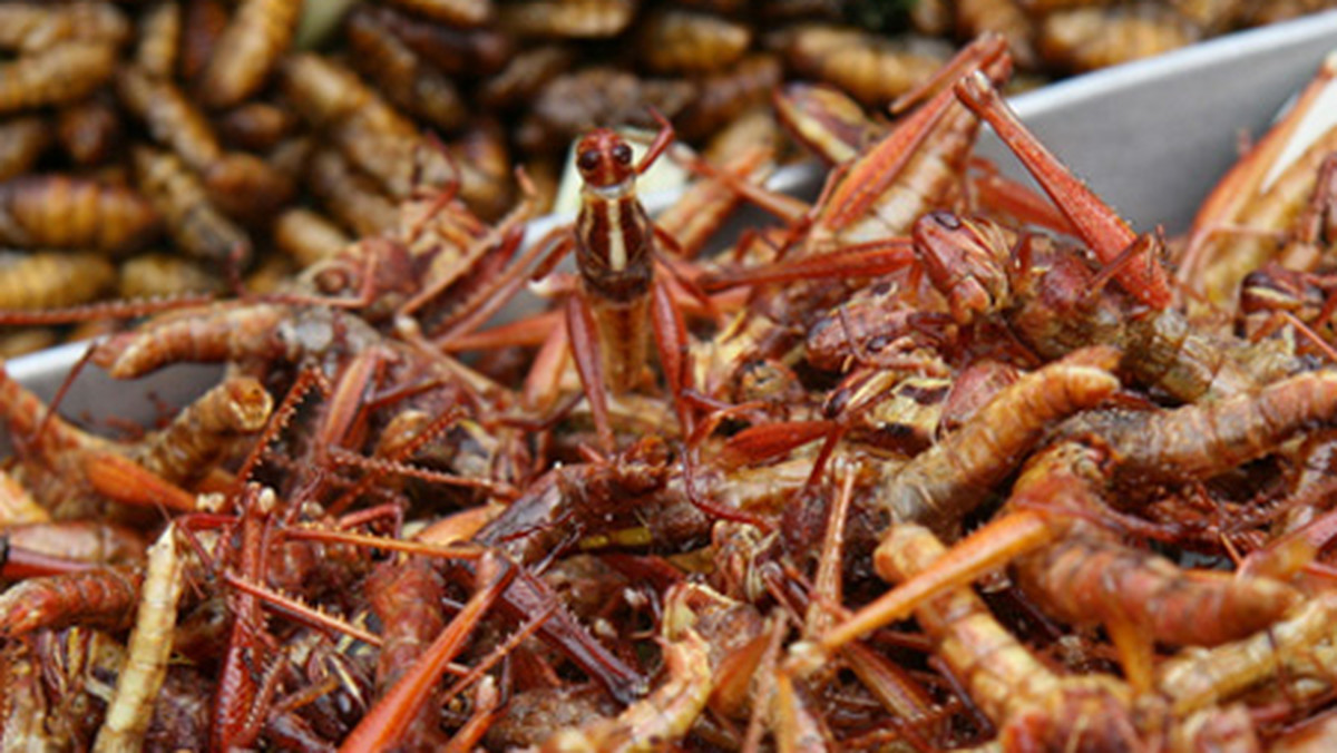 Pieczyste z szarańczy, koniki polne w pikantnym sosie, purée z wodnych pluskwiaków, smażone larwy, skorpiony w czekoladzie… Na pierwszy rzut oka menu nie wydaje się zbyt zachęcające, lecz niewykluczone, że trzeba będzie szybko się do czegoś takiego przyzwyczaić.