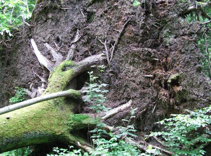 W niechronionej części Puszczy Białowieskiej wycina się rocznie ponad 100 tys. drzew © www.tydecydujesz.org