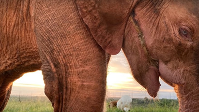 Elefántkölyköt mentettek meg az orvvadászok csapdájából – videó