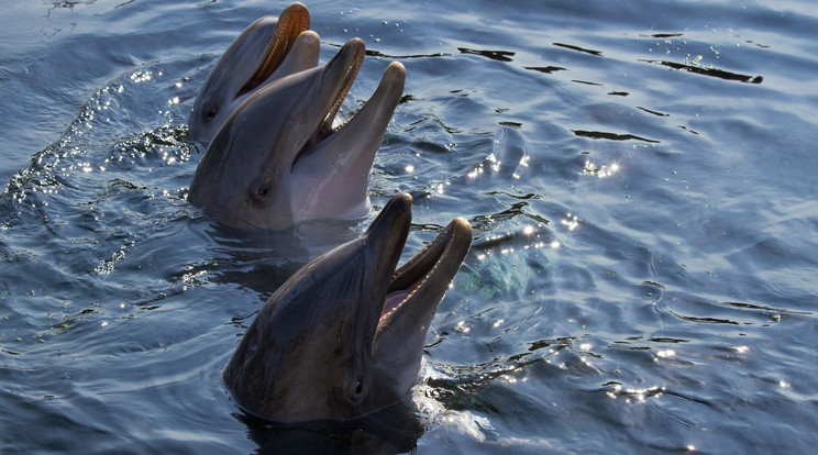 Megkezdődött a hivatalos delfin vadászati szezon Japánban Fotó: Northfoto