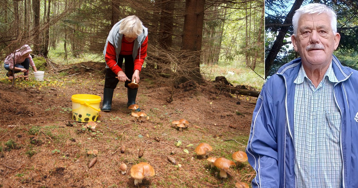 Zaczyna się prawdziwy wysyp grzybów. W tych regionach zbierzesz ich najwięcej