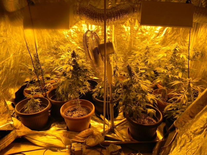 Indijska konoplja, kanabis, marihuana, hašiš, skank...