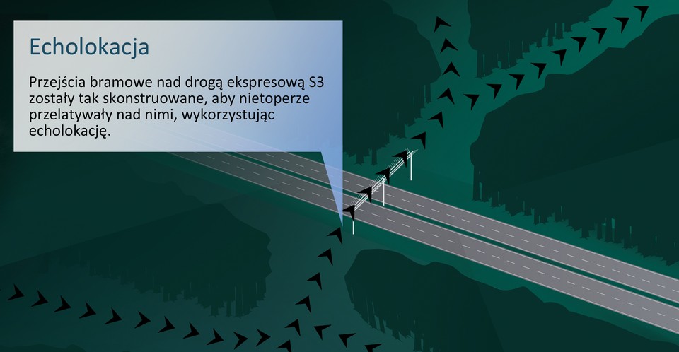 Zasada działania przejść dla nietoperzy. Infografika powstała przy okazji budowy przejść nad trasą S3