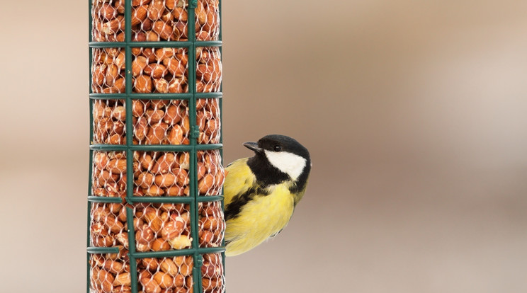 A madarak megjegyzik a biztos táp­lálékot adó helyeket, és oda rendszeresen visszajárnak /Fo­tó: Shutterstock