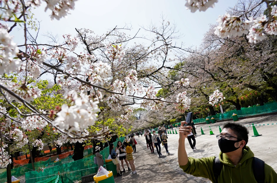 Cvetanje trešnji u Japanu - Tokio