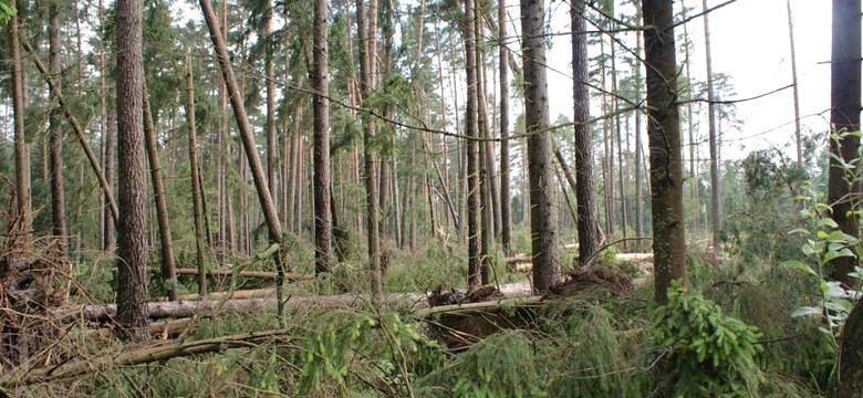 Wiatr łamał i przewracał drzewa w podlaskich lasach. Zobacz zdjęcia