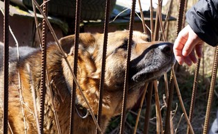 Na szczytach władzy trwa ostra walka o zwierzęta. W przygotowaniu kolejna prozwierzęca ustawa