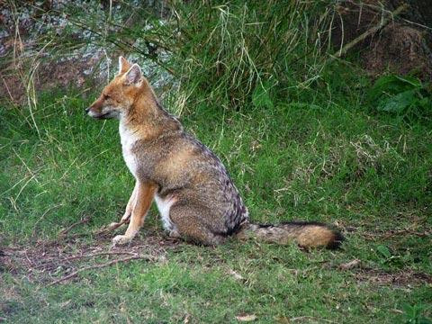 Galeria Argentyna - Delta rzek Parany i Urugwaju, fauna, obrazek 41