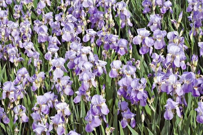 Iris