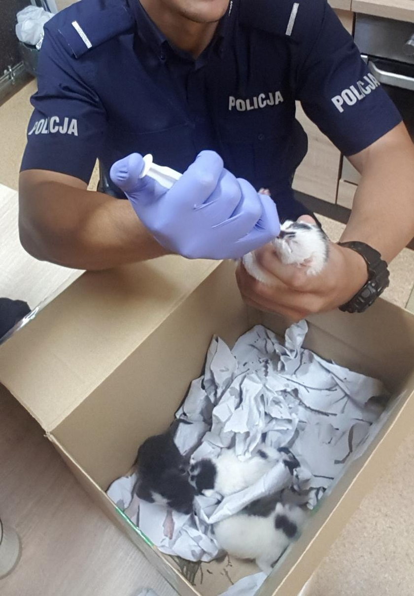 Tak policjanci z Myślenic ratowali małe kotki