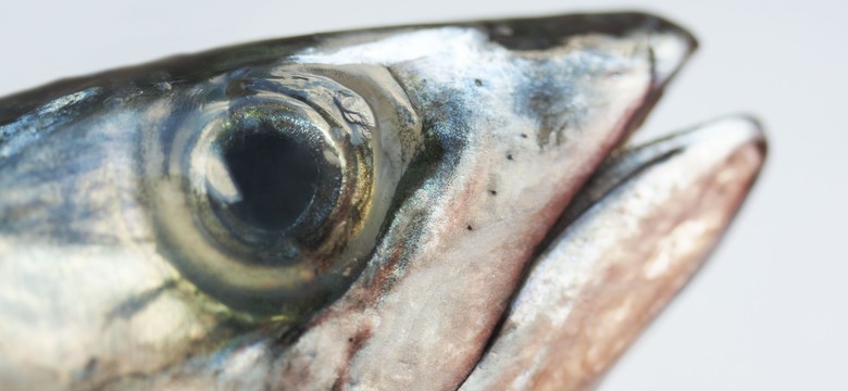 Pierwsze takie badanie. Okazuję się, że ryby rozpoznają się na zdjęciach
