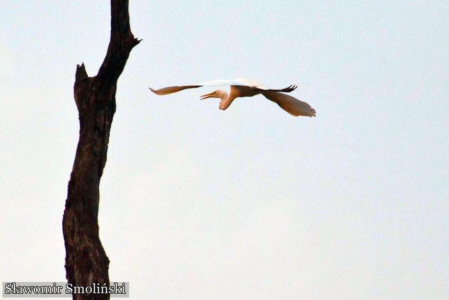 Rzeka Gambia