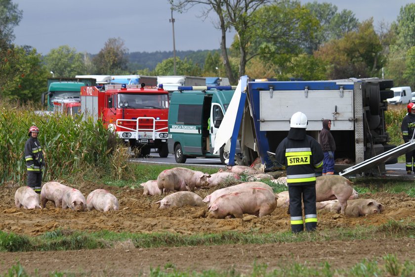 Wypadek ciężarówki ze świniami w Dębnie