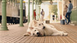 Sukces kasowy w Polsce, prestiżowe nagrody za granicą. Dopisali ciąg dalszy