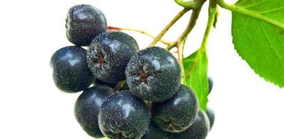 Aronia na deser