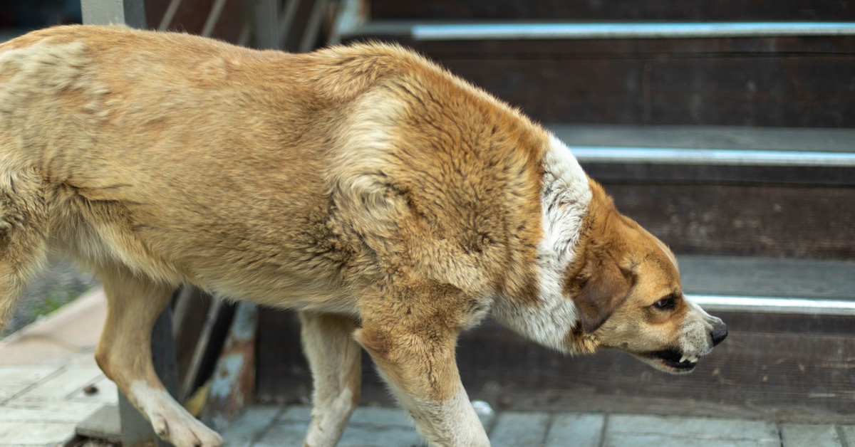 Koniec z corocznym szczepieniem psów? Jest reakcja RPO