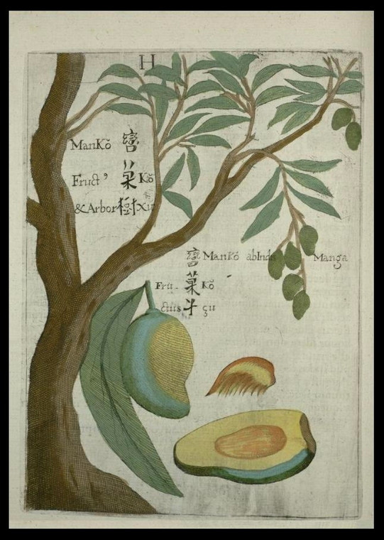 Rysunek mango z "Flory Sinensis"; w tej pracy Michał Boym opisał wiele nieznanych dotąd Europejczykom roślin