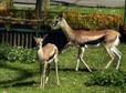 POZNAŃ ZOO GAZELE