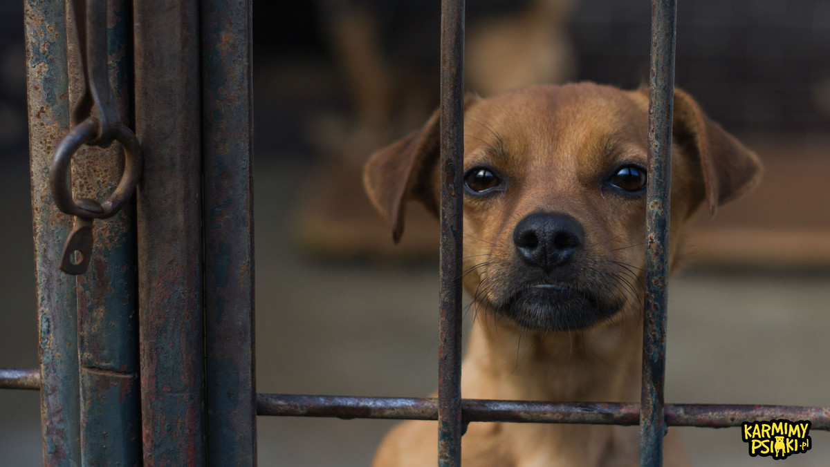 W Polsce działa 121 schronisk i azylów dla zwierząt (dane Ogólnopolskiego Towarzystwa Ochrony Zwierząt OTOZ Animals). Równocześnie Najwyższa Izba Kontroli podaje, że w naszym kraju żyje ok. 100 tysięcy bezdomnych zwierząt. Oprócz schronisk i azylów istnieje jeszcze wiele przytulisk i stowarzyszeń pomagających porzuconym czworonogom, jednak mimo to większość placówek boryka się z przepełnieniem i problemami finansowymi. Darczyńcy wspierają je głównie przekazując karmę, jednak nie jest jedyną rzeczą, której placówki potrzebują.