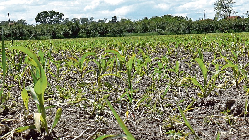 Meštani se najviše žale na štetu koji dabrovi nanose kukuruzima