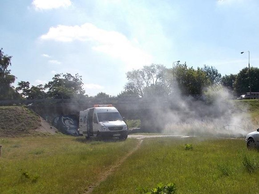 Straż Miejska szuka trucicieli potoku